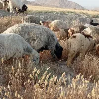 میش بز|حیوانات مزرعه|کربال, |دیوار