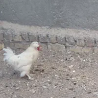 خروس سلطان سفید