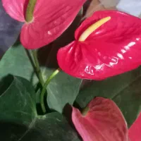 گلکده ی ارکیده...