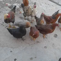 جوجه محلی