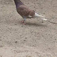 زاغ چشم نوک و کفتر پرشی