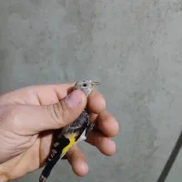 جوجه سهره کال