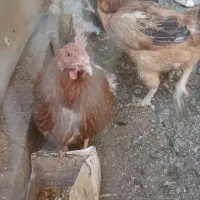 مرغ کردی تخم گذار