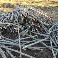 خرید و فروش انواع چوب. درختان مجاز
