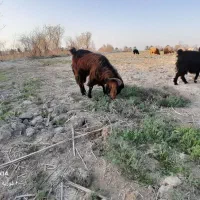 بز نر بیگ.وداشتی مناسب واسه گله بز