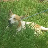 حیوان پا کوتاه  گوش تیز