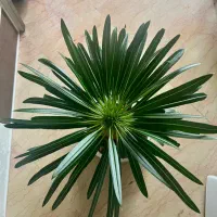 کاکتوس طبیعی و نخل ماداگاسکار