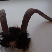 شاخ بز کلکسیونی
