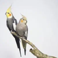 عروس هلندی پیدا شده