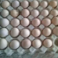 تخم مرغ