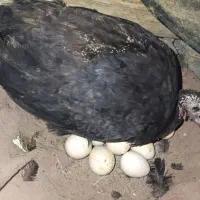بوقلمون ماده با تخم