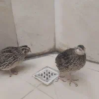 دو عدد بلدرچین گوشتی وبالغ  سالم و سرحال