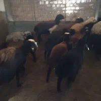 300راس گوسفند