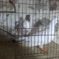 کبوتر تهرانی ومسافتی