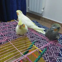 جوجه عروس هلندی