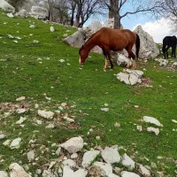 اسب مادیان