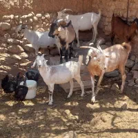 کهره چپش و کهره مایه فروشی