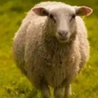 قصاب ماهروتمیز