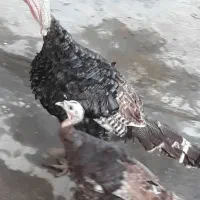 بوقلمون