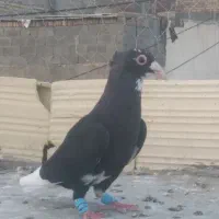 سه تا نر پلنگ کاکل