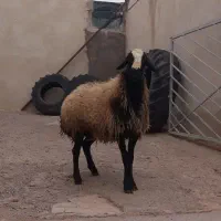 قوچ