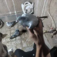 کفتر|پرنده|بیرجند, |دیوار