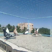 کبوتر کفتر