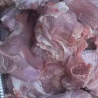 فروش بوقلمون پرورشی