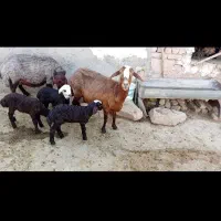 میش بره دار. بره ماده. بز. سگ