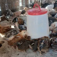 جوجه مرغ گلپایگانی