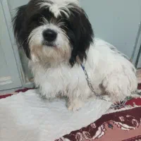 سگ گمشده|حیوانات|گیلان غرب, |دیوار