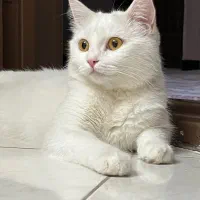 گربه