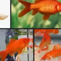 ماهی قرمز