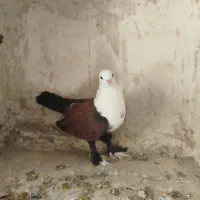 کبوتر