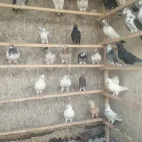 قاره و کله دم سبز