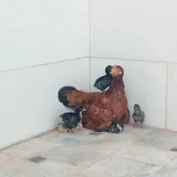 مرغ زابلی جوان با جوجه ها