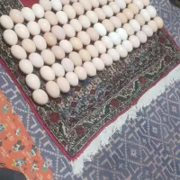 فروش‌تخم‌مرغ‌محلی‌اورگانیک