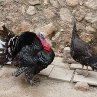 بوقلمون