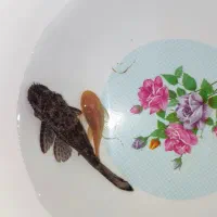 لجن خوار و وسایل اکواریوم