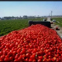 گوجه|خوردنی و آشامیدنی|کوهدشت, |دیوار