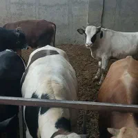 گوساله چاق