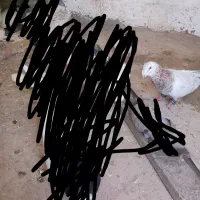هفت‌رنگ زرد نر
