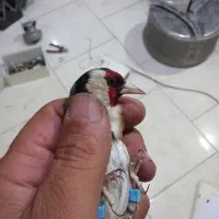 سهره آروم