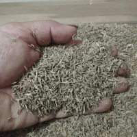 زیره سبز کاشت دیم و محصول امسال هست