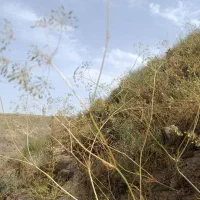 زیره سیاه کوهی.