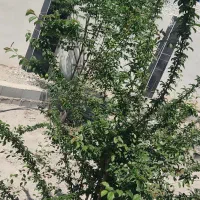 باغ روران ۶۵۰متر