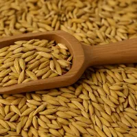 چلتیک چمپه چیتاب