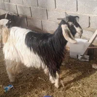 بز کهره دار