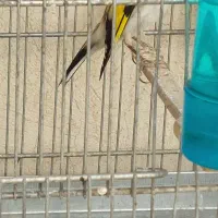 جوجه سهره چهارگل نر