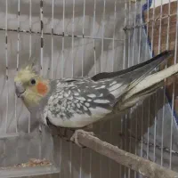 عروس هلندی سخنگو یک جفت